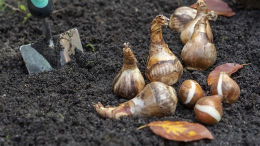 Plant spring blooms now: Easy steps to pot bulbs for patio perfection