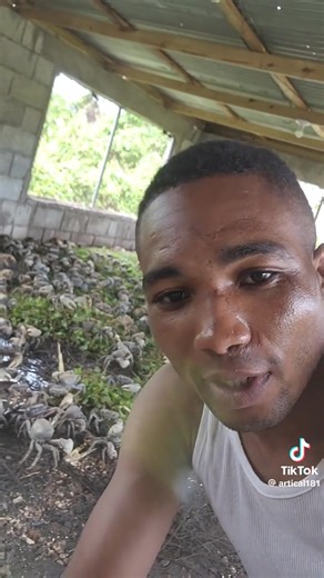 Did you know that the penning of land crabs (Cardisoma guanhumi) in jamaica is now becoming a common practice? With overharvesting, habitat loss and now Hurricane Melissa, we urgently need research to make this practice sustainable. Land crabs grow slowly and don’t rebound quickly when heavily harvested. Without a plan, we could lose an important species and a local livelihood. Jamaica now needs to carry out research on: • Penning practices & feeding • Growth and survival in captivity • How “fat