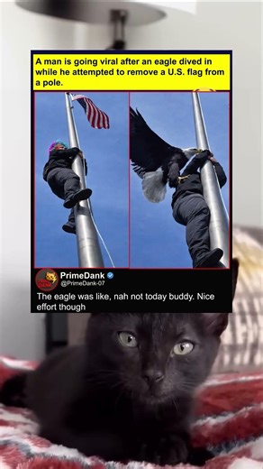 Freedom bird said NO 🦅🇺🇸 | funny memes | relatable American memes | dank memes