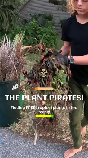 We found some beautiful free discarded multi-colored tropical Croton plants in the trash!