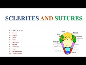 Insect head structure (Sclerites and sutures)