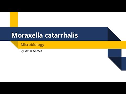 Microbiology | Moraxella Catarrhalis