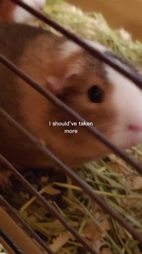 Coping with Pet Loss: Remembering Our Guinea Pigs