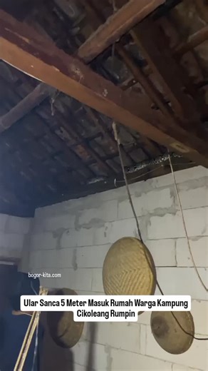BOGOR-KITA.com on Instagram: "Menyelinap ke Dalam Kardus, Ular Sanca Sepanjang 5 Meter Masuk Rumah Warga RUMPIN - Seekor ular sanca sepanjang 5 meter masuk ke dalam rumah Madjamim, di Kampung Cikoleang RT 10 RW 04 Desa Sukamulya Kecamatan Rumpin Kabupaten Bogor pada Selasa 30 Desember 2025. Keberadaan ular sanca tersebut pertama kali di lihat oleh istri Madjamin setelah sebelumnya melihat kardus yang berada diatas lemari tiba - tiba bergoyang - goyang. "Awalnya istri saya berfikir ada kucing di 
