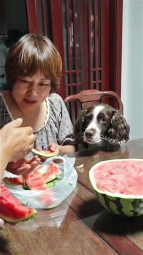 仔仔：这是啥呀这是…不吃不吃！#萌宠日常记录#我家毛孩子