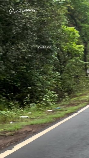 Majestic Indian Bison – The Guardian of the Forest 🐃🌿 Meet the Indian Bison, also known as the Gaur – the largest and most powerful wild bovine in the world! With its muscular build, towering horns, and deep brown coat that shines in the sunlight, this gentle giant is a true symbol of strength and grace. Found in the dense forests of India, the Gaur plays a vital role in maintaining the balance of its ecosystem. Calm yet commanding, it moves with silent confidence, often accompanied by herds s