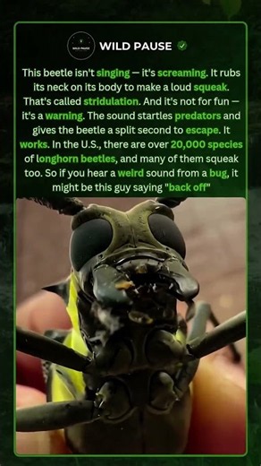 Don't touch this beetle: it's warning you! ⚠️🪲 #beetle #survival #nature