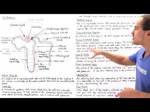 Structure of the Nephron