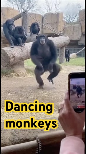 Dancing chimpanzees #monkey #chimps #dancing #zoo