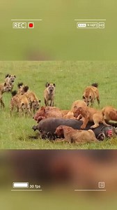 430K views · 8K reactions | The lion king comes to rescue his family when his children and wife are being attacked by hyenas in fear. #animal #fyp #animals | Animals Scenes | Facebook