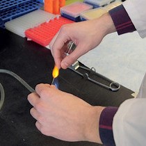 Video: Quantitative Analysis of Protein Expression to Study Lineage Specification in Mouse Preimplantation Embryos