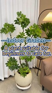 17K views · 425 reactions | Cheflera dwarf umbrella tree #homegarden #garden #houseplants #indoorgarden #plant #indoorplants #cheflera #dwarf #viralreelsシ #fypシ゚ | Planting Fever | Facebook