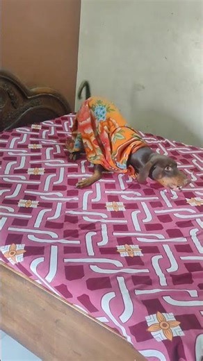 Doberman Turns Into Superman! Blanket Cape Mode ON! #youtubefeeds, #youtubeshorts, ‪@RBTubeChannel‬