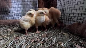 Group of chicks in a chicken coop Born a few days ago. The sweet sound of chirping and the peep of newborn chicks. Chicks can be heard chirping