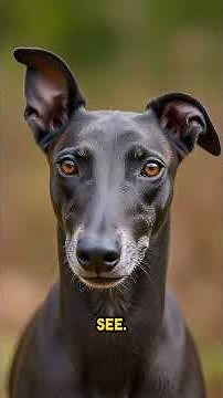 Why Greyhounds See 3x Faster Than Other Dogs