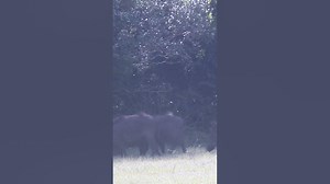 Wild boar herd shorts