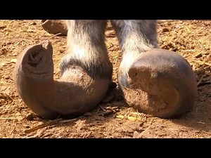 Freed! Donkey hoof twists lying on the ground can not afford to suffer