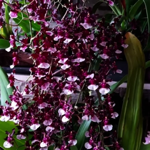 Available Now On Our TiKTok Shop! 🌺 Bring a touch of nature into your home with our beautiful orchid seedlings! These tiny wonders are perfect for anyone who loves plants, whether you're a beginner or an expert. With the right care, they can grow into stunning blooms that brighten up any space. Plus, they make great gifts for friends and family who enjoy gardening. Check out our shop to find your favorite orchid seedling today and start your journey into the magical world of orchids! 🌺 #dendro