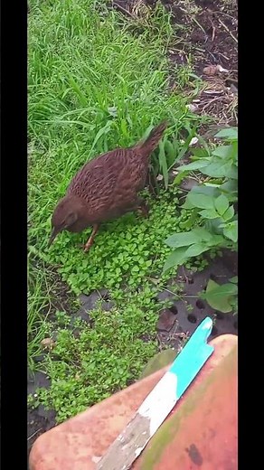 What is a WEKA?