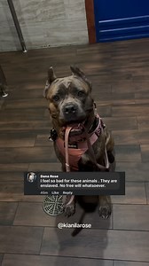 6.4K views · 515 reactions | my service dog is still a dog service...