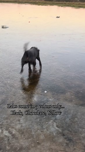 Learn about the Three Colors of Labrador Retrievers