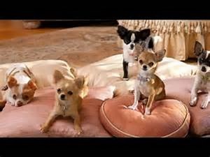 Beverly Hills Chihuahua 2 (2011) Full Movie