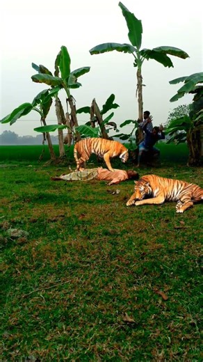 tiger hunt a man in tree forest #vfx#tiger#wildlife#ytshorts