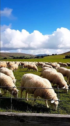 Sheep Breeds Explained | From Farm to Nature