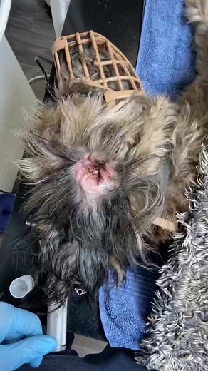 What happens when your dog comes into the vet’s for an ear flush! 👂 what do you think? Any questions? #ear #flush #surgery #vet #veterinary #vetsoftiktok #veterinarian #dog #fyp #gross #education