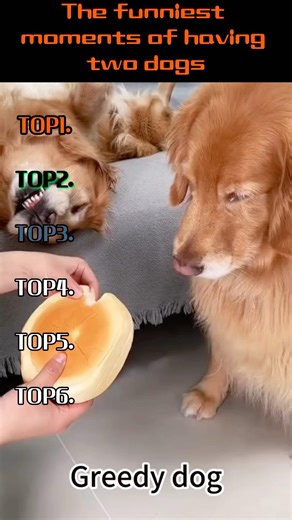 When you have two dogs🤣#dog #funnyvideos #fyp #funnydogs #🤣🤣🤣