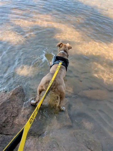 Humane Society of Forsyth County, GA on Reels