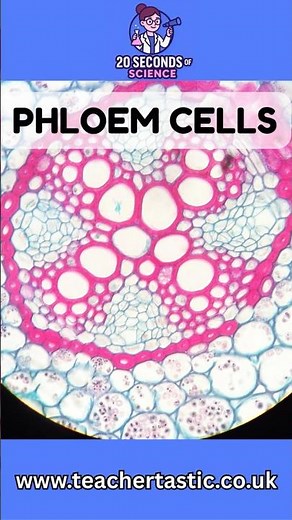 Phloem cells made easy - GCSE biology