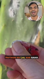 Lipstick is made up of Cochineal Insect. 75,000 insects are killed for just 450 grams of lipstick dye. Share this to every girls. #lipstick. #makeup | Growithanimesh