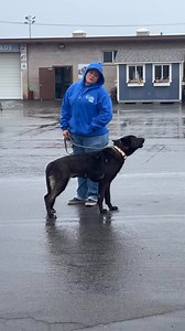 12K views · 606 reactions | Howling in the rain with Luna  | Ventura County Animal Services | Facebook