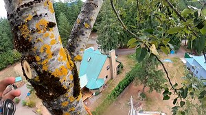 1 minute tree climbing tips! These little speed line slings can be used for so many things!