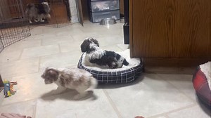 Reserved 🥰 #puppyperfectionist #cavapoo #foundationstraining | Puppy Perfectionist