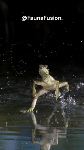 FaunaFusion on TikTok