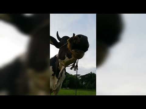 COW GROWLING | Sound Effect [High Quality]