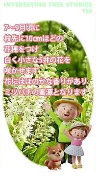 面白樹木の話 110 令法リョウブ#和風庭園#公園#飢饉食用植物