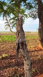 Urutau camuflada no toco de árvore Por isso ela é conhecida como ave fantasma, seu cântico a noite é assustador #vidanocampo #sitio #fazenda #urutau #avesnoturna #medo #interio | GiL Pererinha