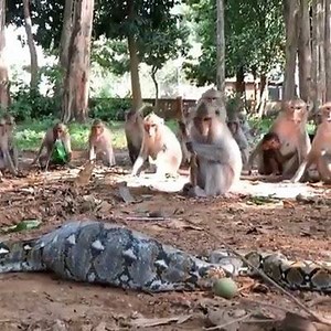 1M views · 4.6K reactions | Snake and Monkeys ! | Animals and Animals Channel | Facebook
