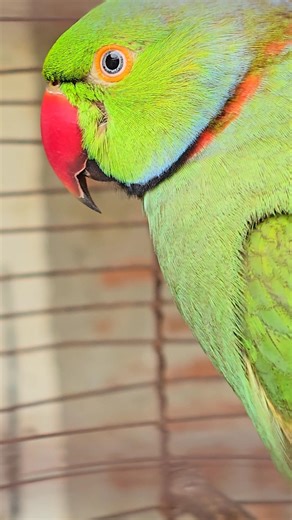 They are social, often noisy, and intelligent birds capable of learning to talk.#shortsfeed #shorts