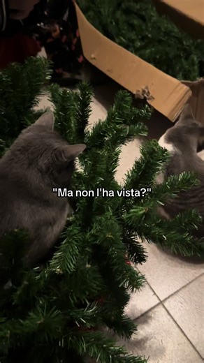 Gatti divertenti: il video che non puoi perdere