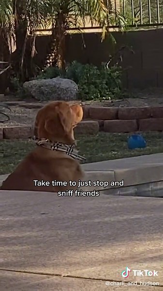 Charli and Hudson Goldens (@charli_and_hudson)’s videos with original sound - Charli and Hudson Goldens