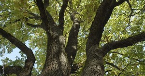 Big oak tree trunk and branches with cracked bark low angle view