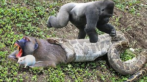 22K views · 316 reactions | OMG Gorilla Monkey Save Baboons From Banded Leopards Amazing Gorilla vs Leopards | Wild life Animals | Facebook