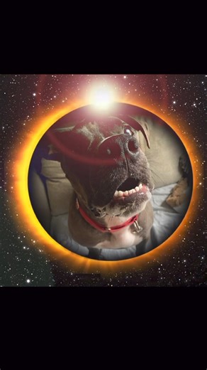 🌕🌗🌑IMPORTANT SOLAR ECLIPSE TIPS: 1. WEAR YOUR CERTIFIED ECLIPSE GLASSES!!!!!! 2. Miracle made this video to remind you he is still available for adoption. Apply by going to www.NYCSCR.org 3.Share the post! It’s good for the eyes and good for the dogs. #becausetheymatter | NYC Second Chance Rescue