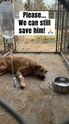 In just a few seconds, you can change the future of an animal who has already suffered enough. Want to know how?👇 Our shelter cares for more than 40 rescued dogs, souls who arrived starving, abandoned, frightened, and needing urgent medical care. Every single day, we fight to give them safety, food, and a real chance at life again. But today, our resources have reached the limit. We don’t receive government support. Every meal, every treatment, every second chance exists only because compassion