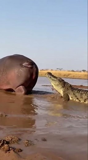 A hungry crocodile encounters a hippo with diarrhea!