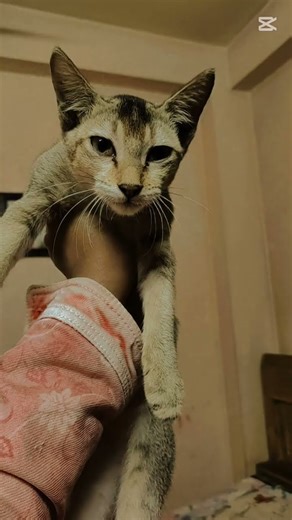 Let's scan my heart💫#mikey #cat #cute #kitten #mikeysfamily-official